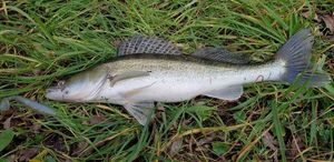 Zander