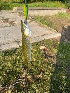 Northern Pike