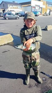 Golden grey mullet