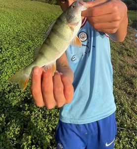 European Perch