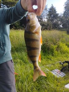 European Perch