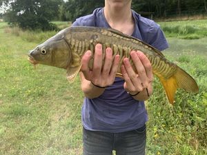 Mirror Carp