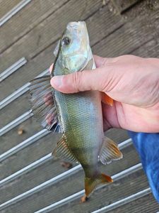 European Perch