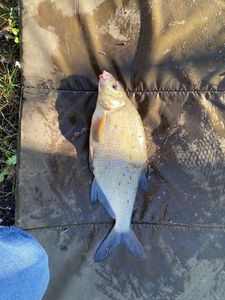 Common Bream