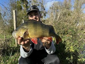 European Perch