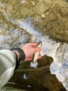 Brown Trout