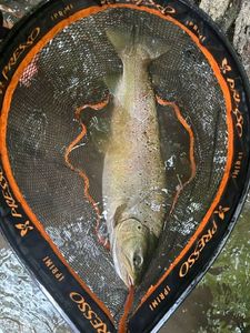 Brown Trout