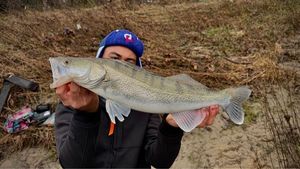 Zander