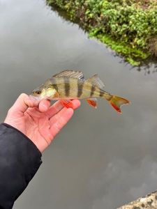 Yellow Perch
