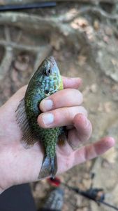 Green Sunfish