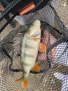 European Perch