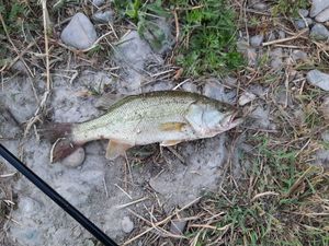 Smallmouth Bass