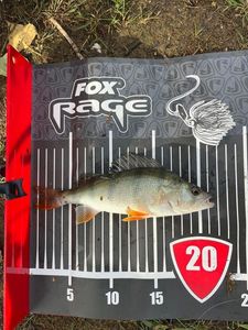 European Perch