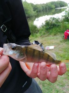European Perch