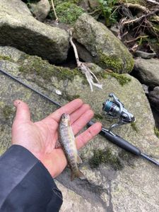 Brown Trout