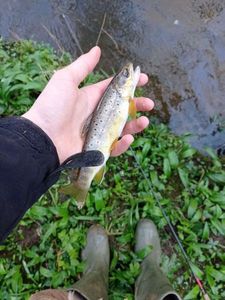 Brown Trout