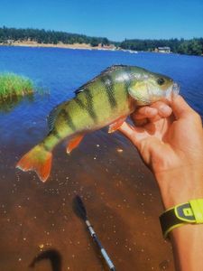 European Perch