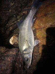 European Bass (Seabass)