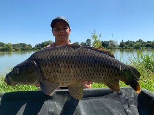 Common Carp