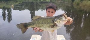 Largemouth Bass