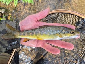 Brown Trout