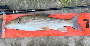 Barbel
