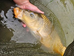 Common Carp