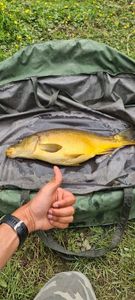 Leather Carp