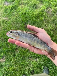 Brown Trout