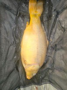 Leather Carp