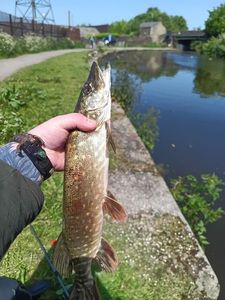 Northern Pike
