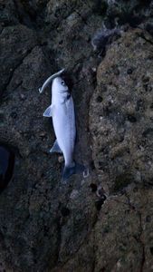 European Bass (Seabass)