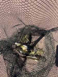 Black Bullhead