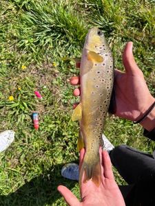 Brown Trout