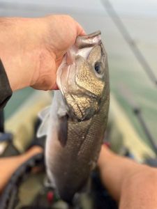 European Bass (Seabass)