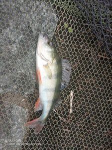 European Perch