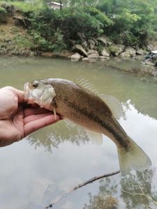 Largemouth Bass