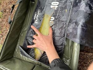 Tench