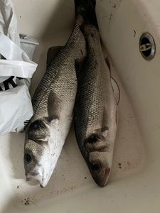European Bass (Seabass)