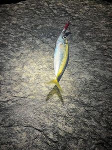 Mackerel