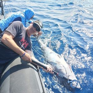 Southern Bluefin Tuna