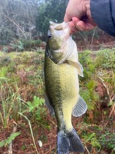 Largemouth Bass