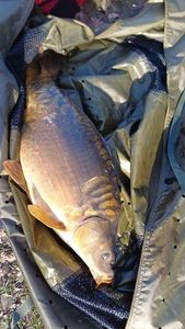 Mirror Carp