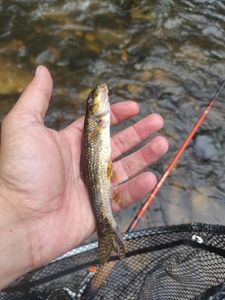 Gudgeon