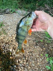 European Perch