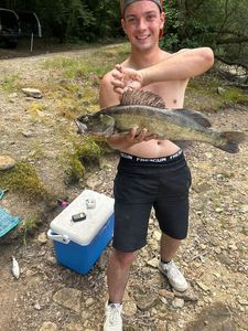 Zander
