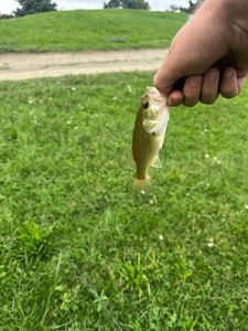 Largemouth Bass