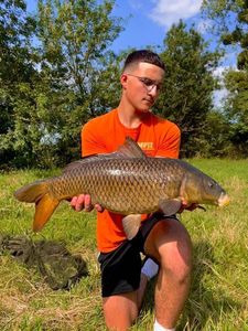Common Carp