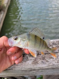 European Perch