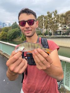 European Perch
